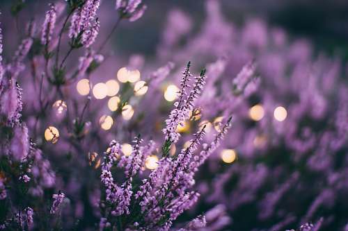 plant tilt shift lens pink fetal flowers lavender
