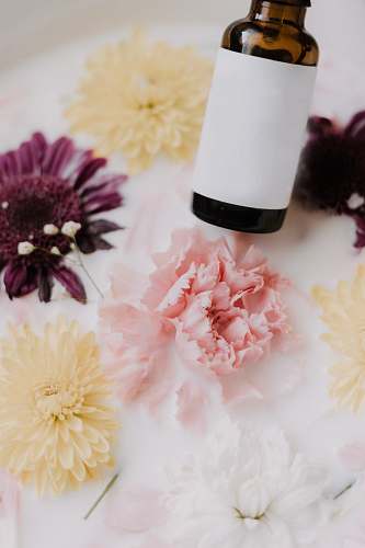 plant white and brown glass bottle blossom