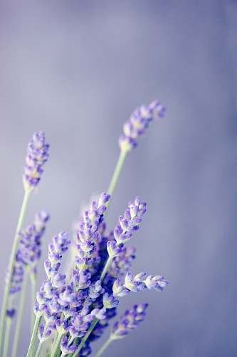 flower close-up photo of lavender plant