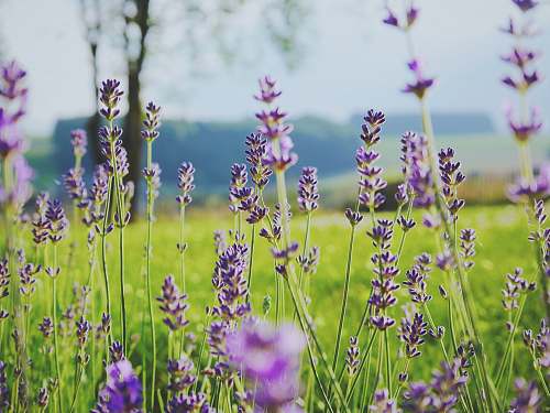 flower tilt shift photography of purple flowers plant