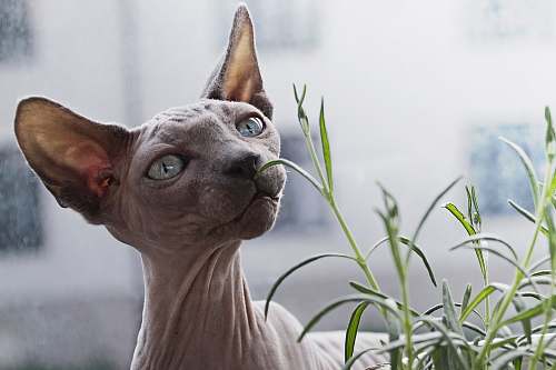 cat sphynx cat in front of plant hairless cat