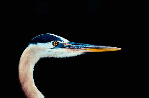 animal white and blue bird beak
