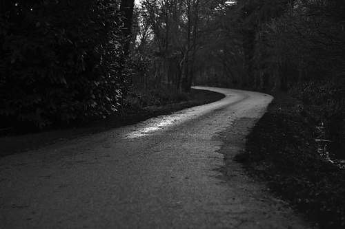 trees grayscale photo of road in between trees at daytime street