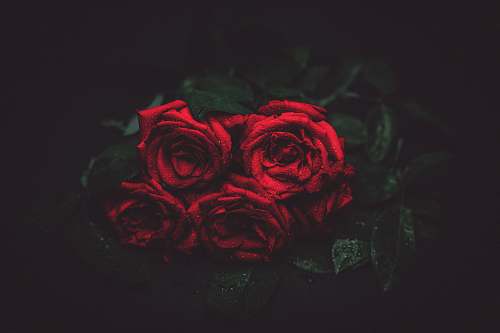 rose red rose bouquet person