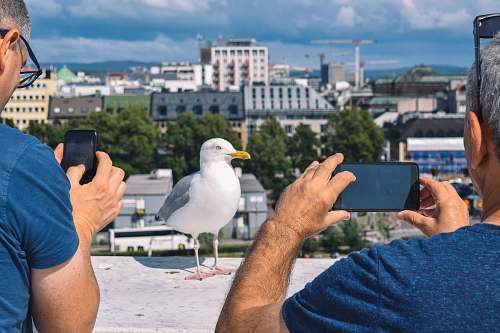 bird two men talking photo of seagull animal