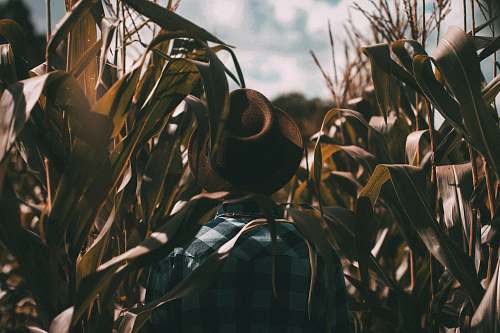 farm person wearing brown trilby hat on corn field fall