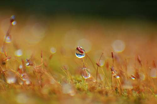 droplet water dews on plant photography