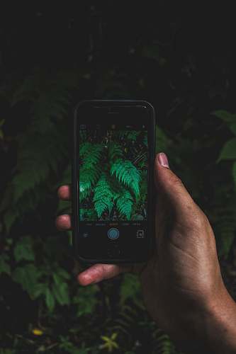 phone green leaves screengrab iphone