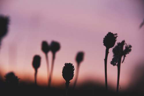 plant silhouette photo of plants at sunset pink