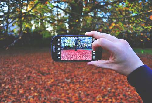 leaf person using smartphone taking photo of tree hamburg