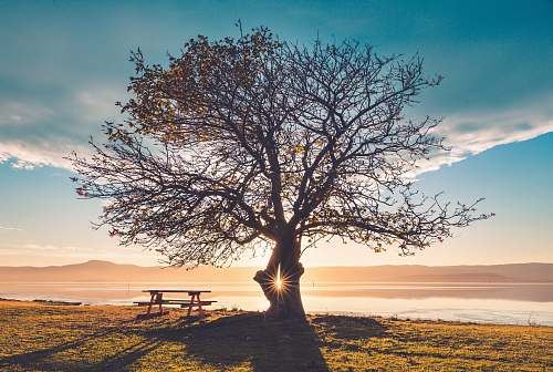 sunlight silhouette of tree near sea sunset
