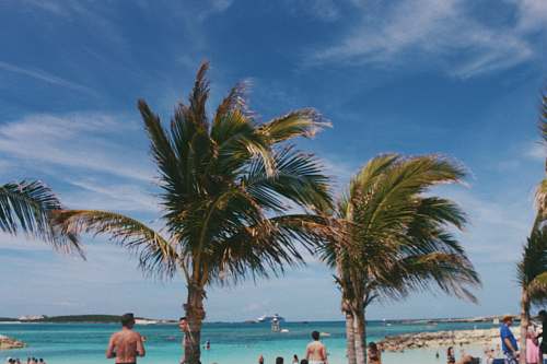 water man standing in front of palm tree nature