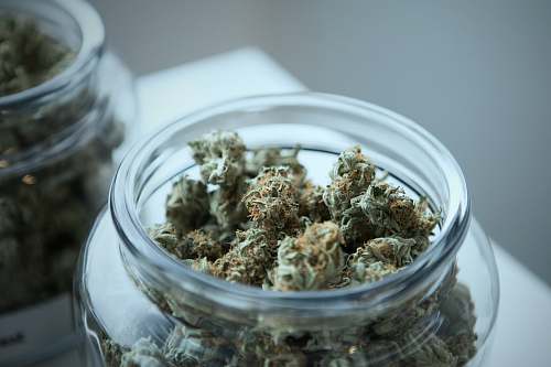 plant green cannabis on clear glass jar food