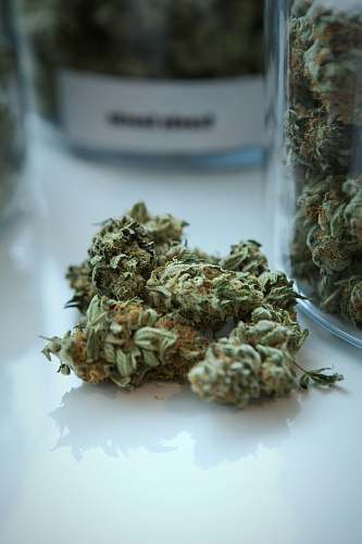 plant green kush beside jar weed