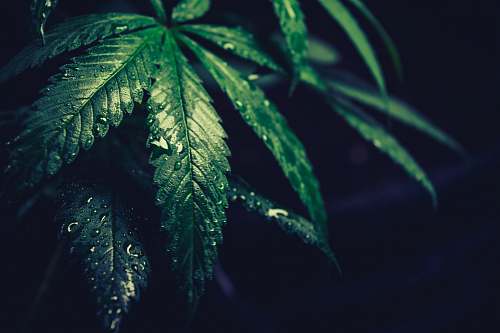 plant green leafed plant leaf