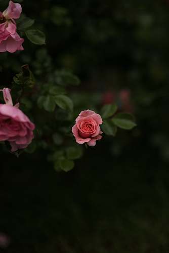 blossom pink rose in macro shot photography rose