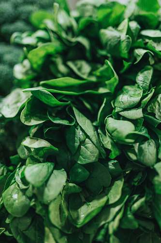 plant green leafy vegetable vegetable