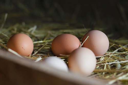 egg organic eggs brown