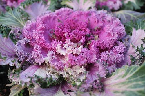 cabbage pink flowers kale