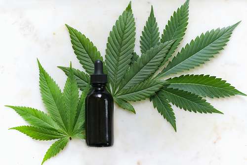 plant green cannabis leaves and black glass drops bottle leaf
