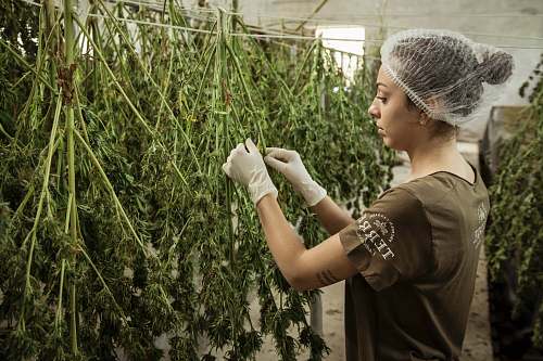 person woman holds plants outdoors