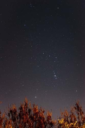 outdoors brown trees under starry night night