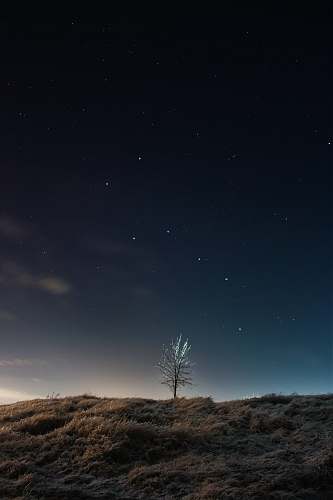 outdoors green tree on brown field under blue sky during night time astronomy