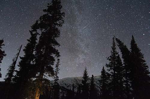 outdoors pine trees space