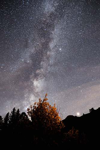 galaxy brown leafed tree at nighttime milky way