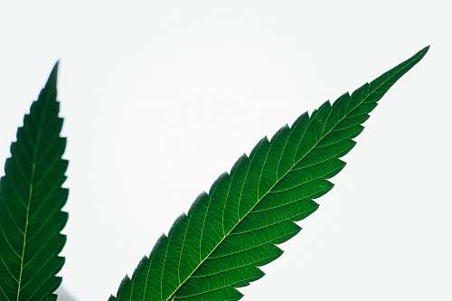 leaf green leaf on white background green