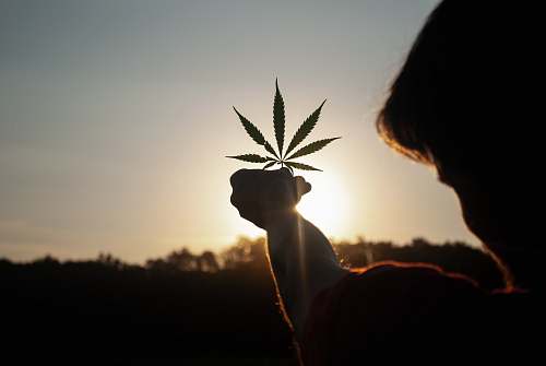 leaf person holding white flower during sunset sunlight