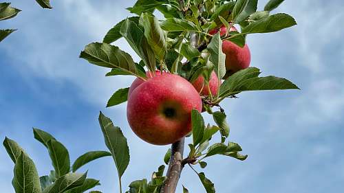 food red apple on tree branch during daytime fruit