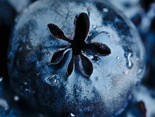 plant black and white flower in close up photography blueberry
