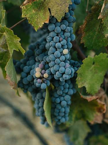 flora black grapes grapes