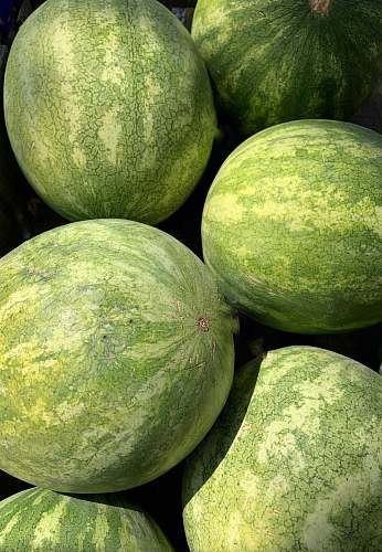 plant green fruit melon