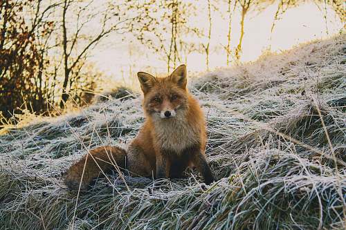 fox close-up photography of fax sitting on green grass field at daytime wildlife