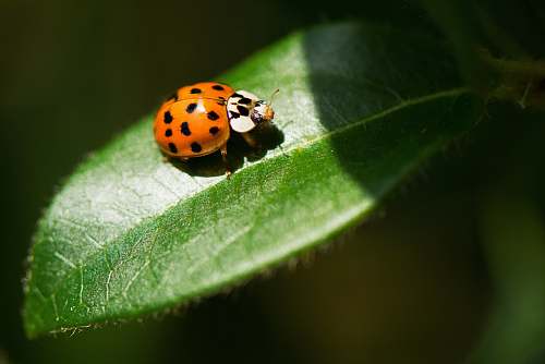 invertebrate closeup photography of ladybug on leaf butterfly