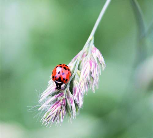 invertebrate ladybird on leaf plant