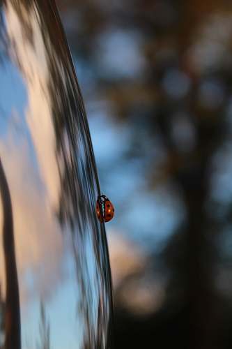 human ladybug on vehicle body part person
