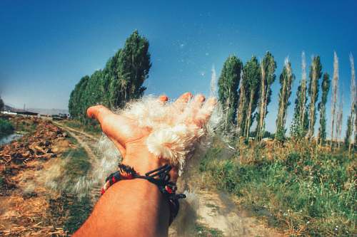 plant person hand with water vegetation