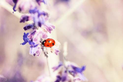 flower red and black seven-spot ladybird perched on purple petaled flower selective focus photography plant