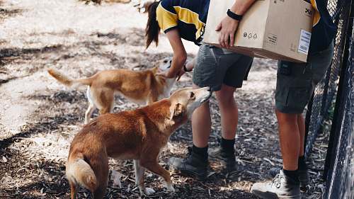 clothing two person standing beside two dogs footwear