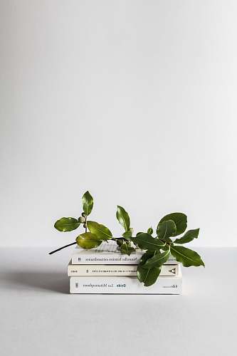 minimal green leafed plant plant