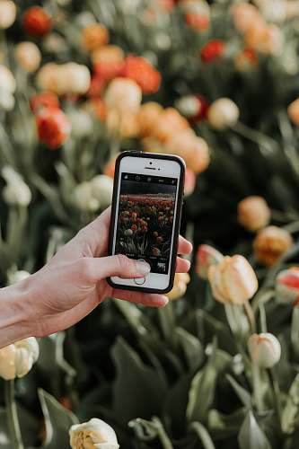 phone person using iPhone to take picture of flower fields cell phone
