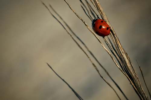 plant close-up photography of ladybird on grass grass