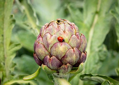 artichoke ladybug perch on purple flower bud food
