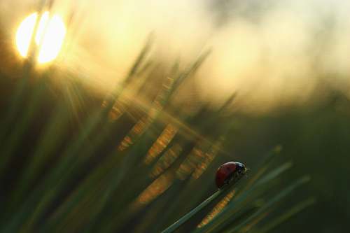 plant selective focus photography of ladybug on green grass during golden hour grass