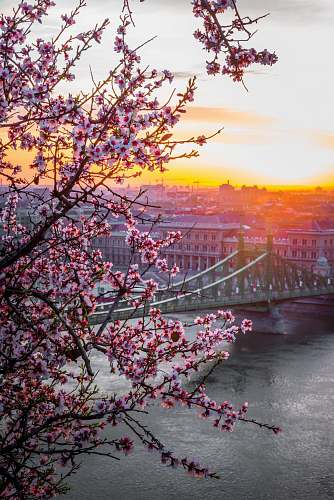 blossom landscape photography of bridge flora