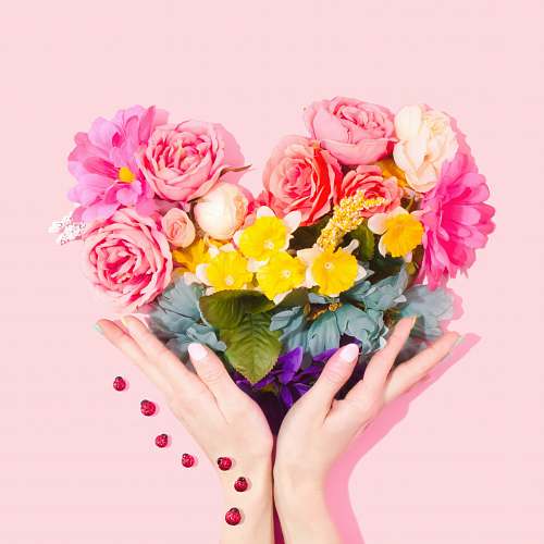pink person holding bouquet of flower blossom