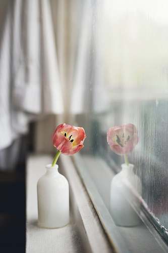 tulip pink petaled flower in white glass bottle vase